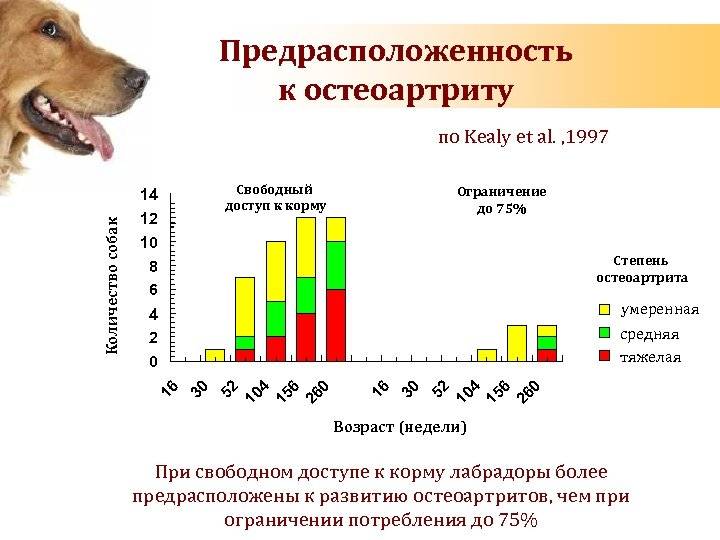 Сколько лет живут собаки - подробный ответ