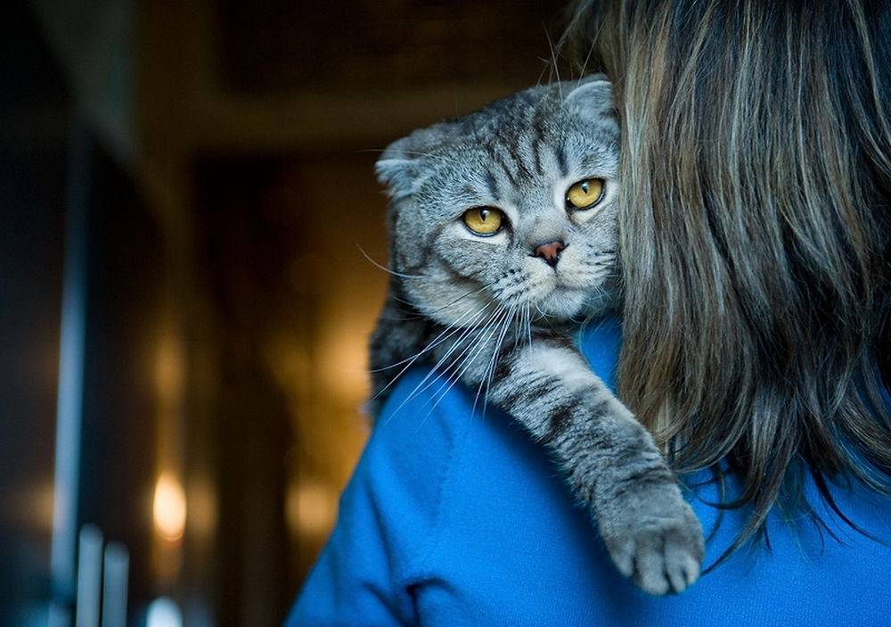 Кошки и их хозяева: любят ли коты своих хозяев и скучают ли по ним? как кошки выражают любовь и лечат ли людей?