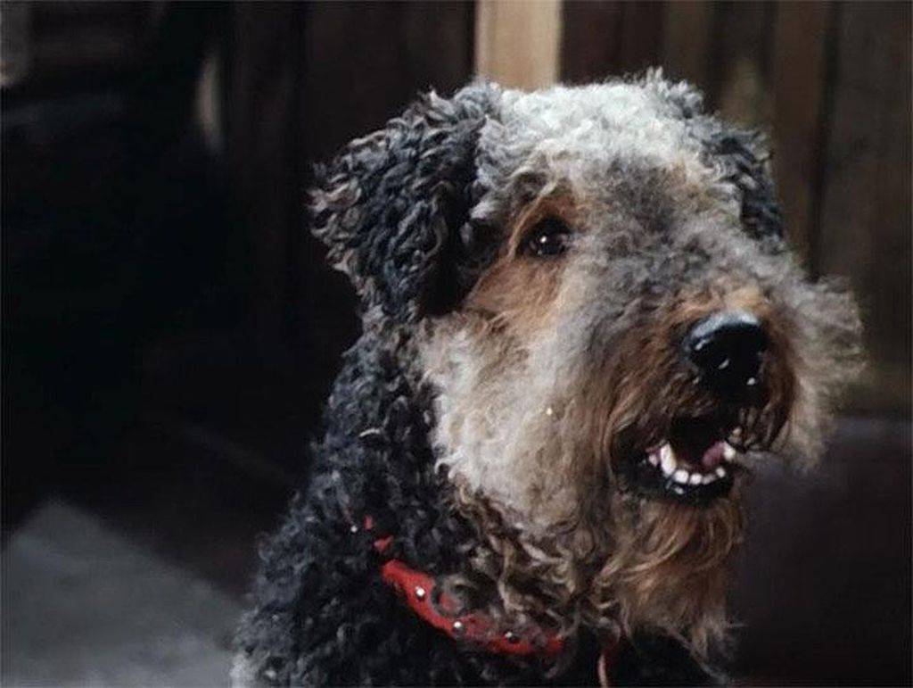 Собака электроник порода. порода собаки из фильма «электроник»: кто такая рэсси. собака из электроника порода фото