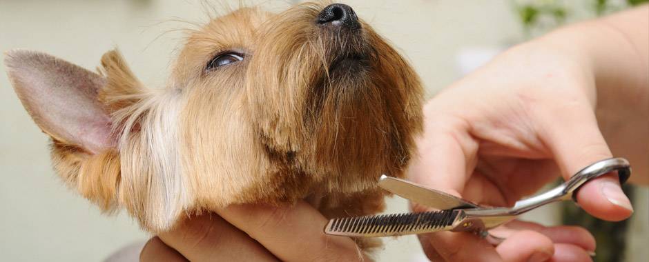 Для чего предназначены усы у собак: разрешается ли подстригать их