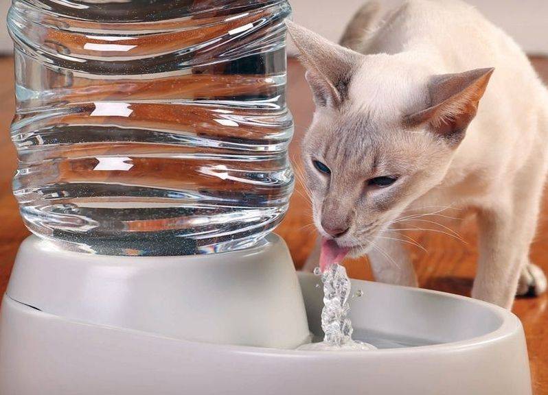 Сколько кошки могут прожить без еды и воды: как долго животное может не есть