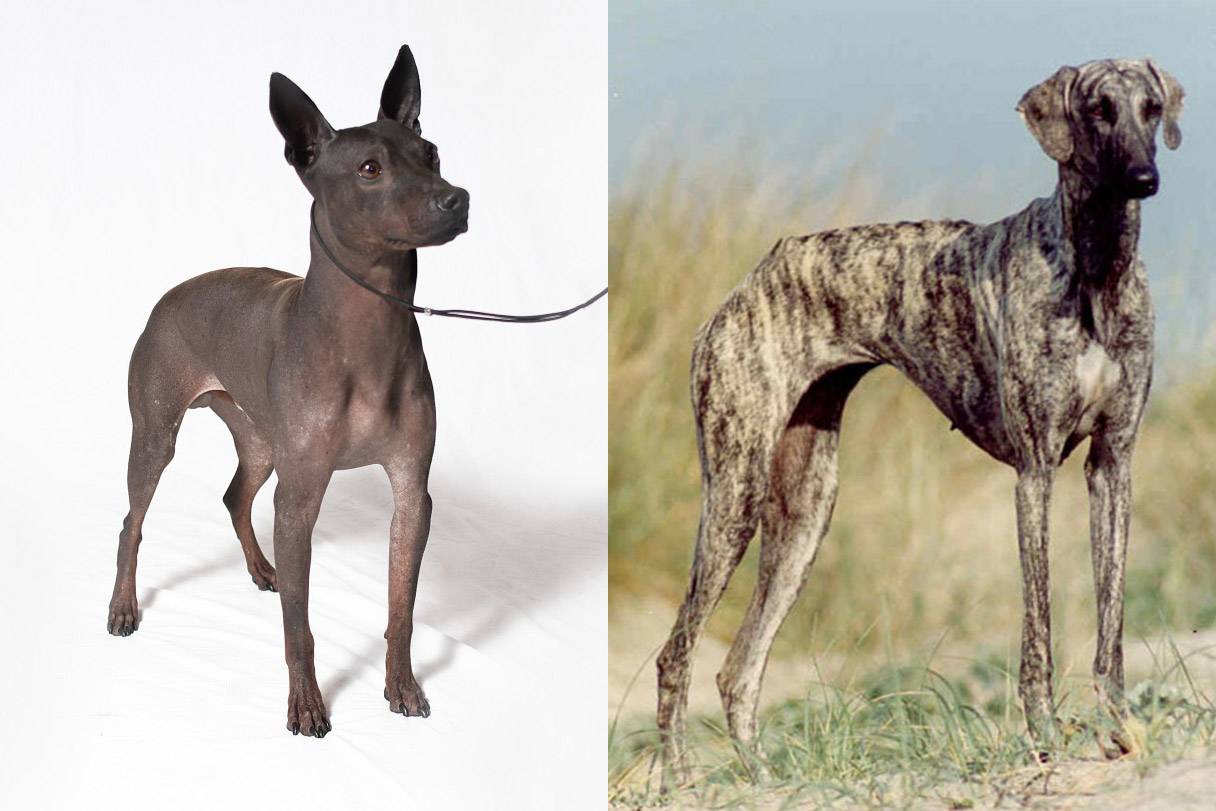 Обзор самых модных, известных и распространенных пород собак в россии