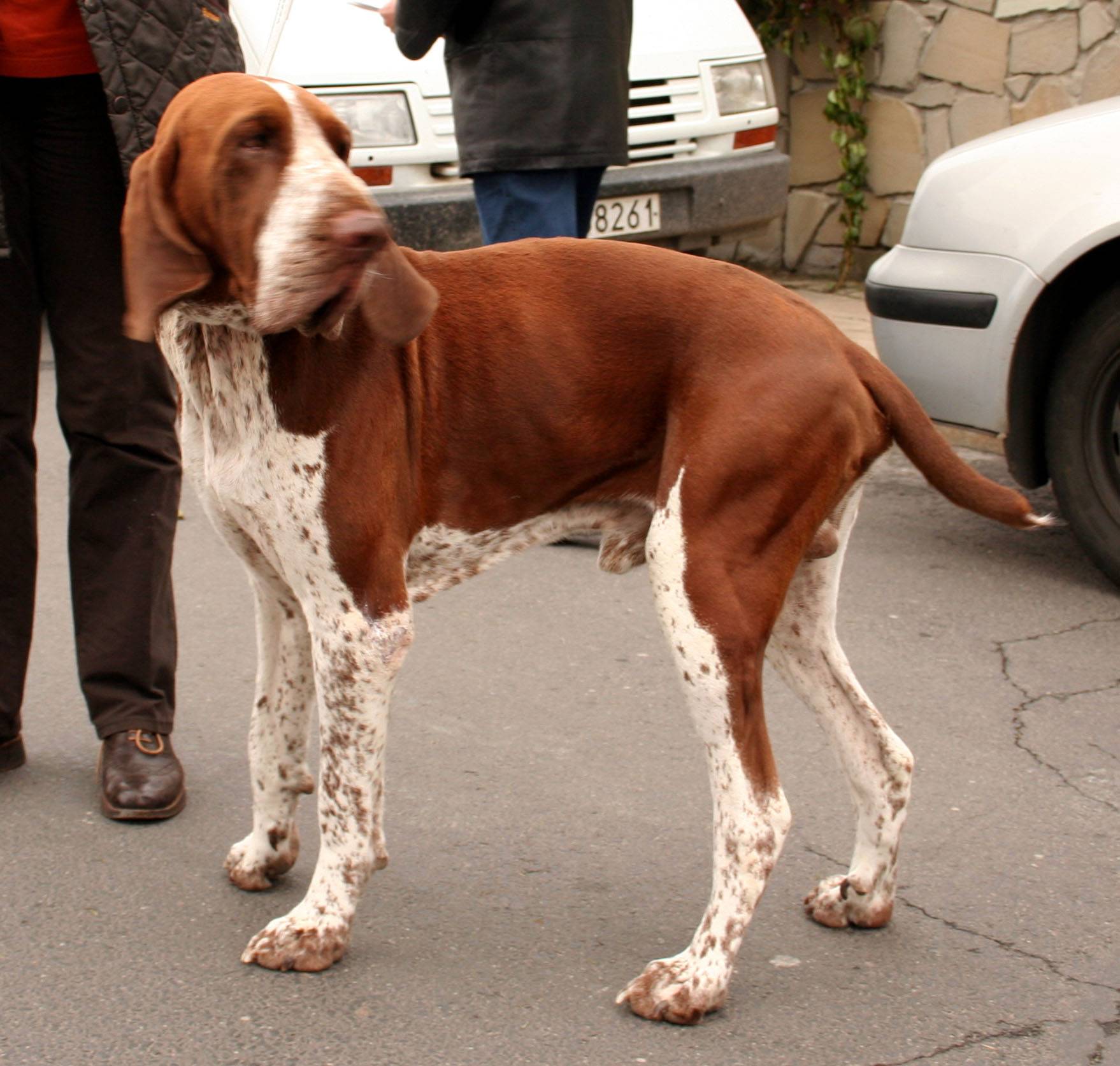 Собаки породы бракк итальянский, характерные особенности, история происхождения и стандарты породы