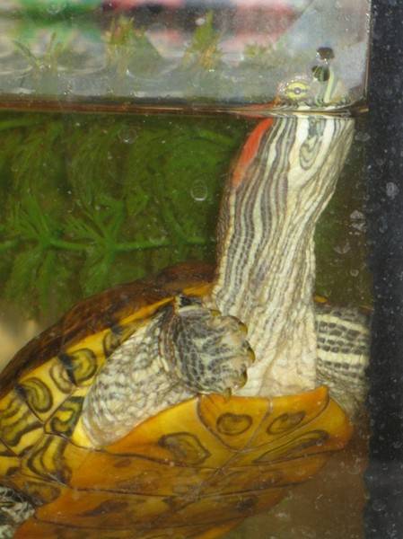 Определяем пол сухопутной черепахи: на что нужно обратить внимание?