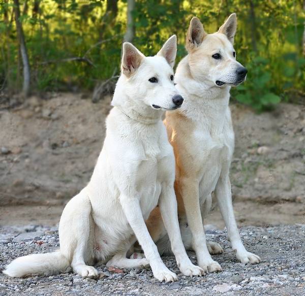 Ханаанская собака: описание породы, характер собаки и щенка, фото, цена