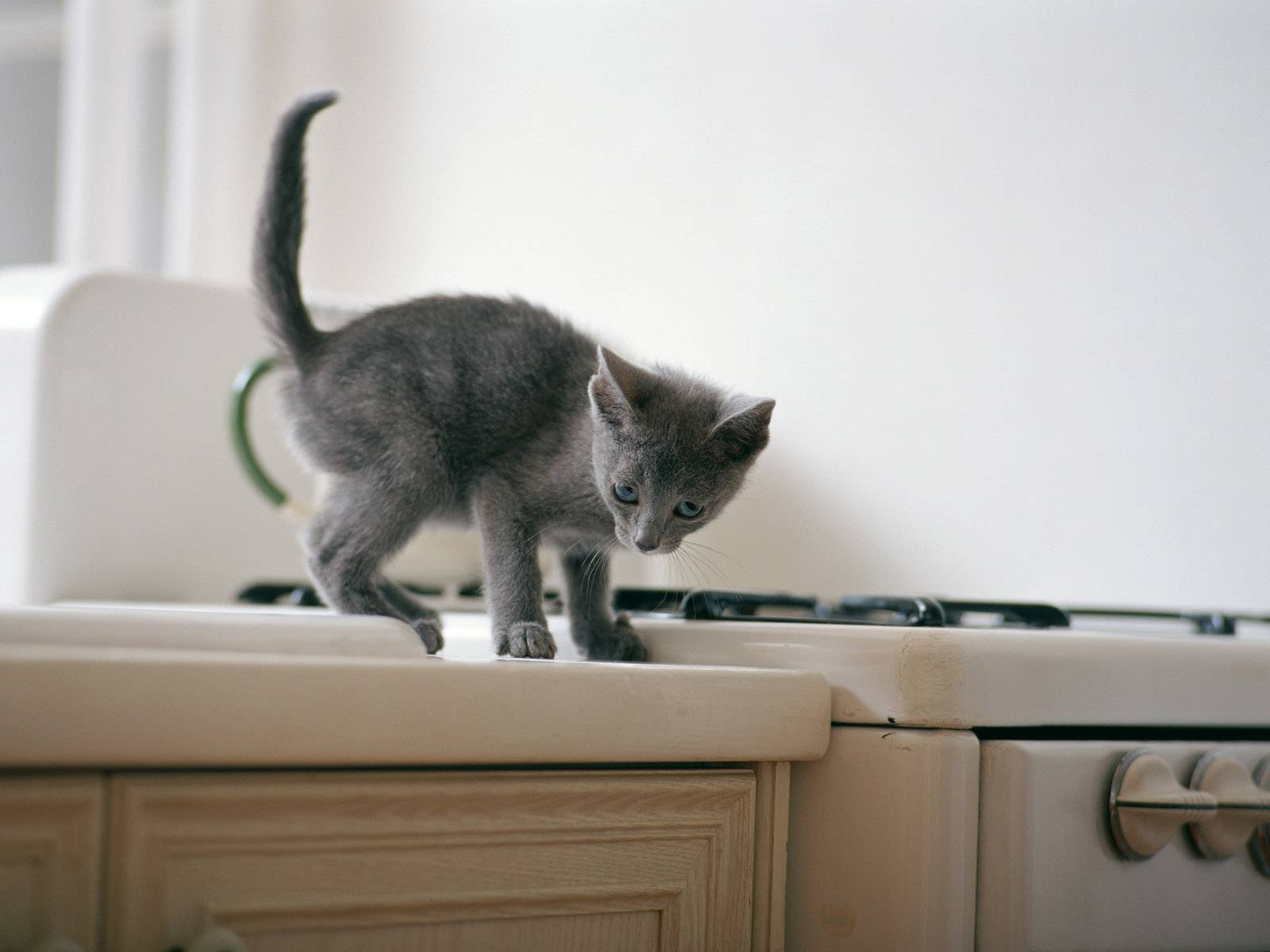 Как отучить кошку лазить по столам