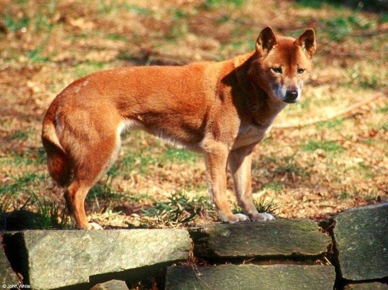 Новогвинейская поющая собака