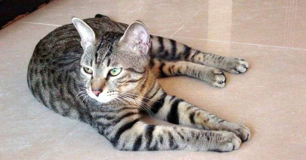 Как выглядят китайская горная порода кошек: подробное описание вида