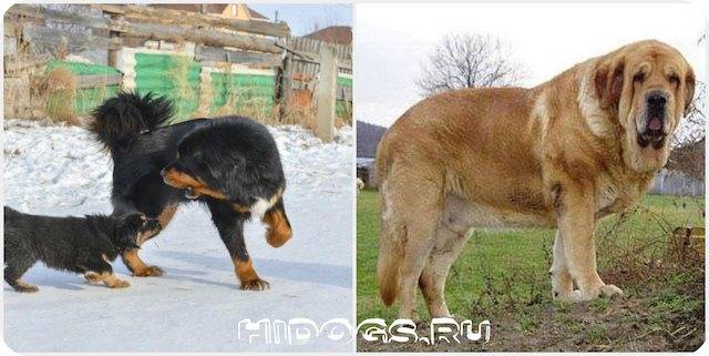 Испанский мастиф: описание и характеристики породы собак