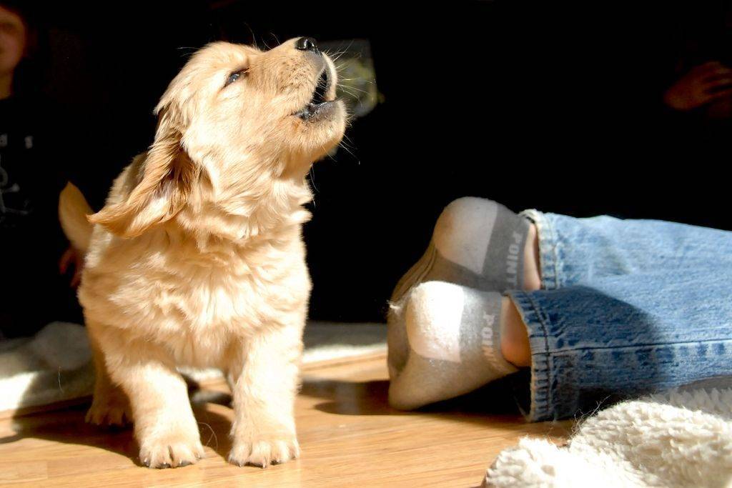 Как отучить собаку лаять на других собак: 10 советов и рекомендаций