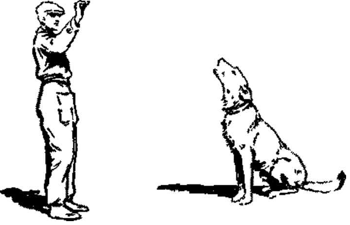 Техника обучения щенка и взрослой собаки выполнению команды «рядом»
