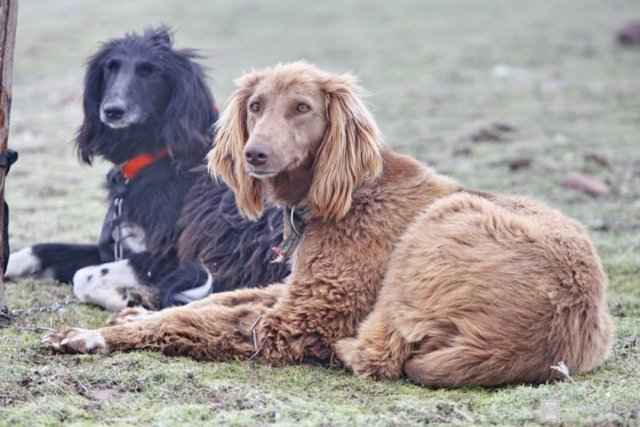 Тайган описание породы собак, фото и видео материалы, отзывы о породе