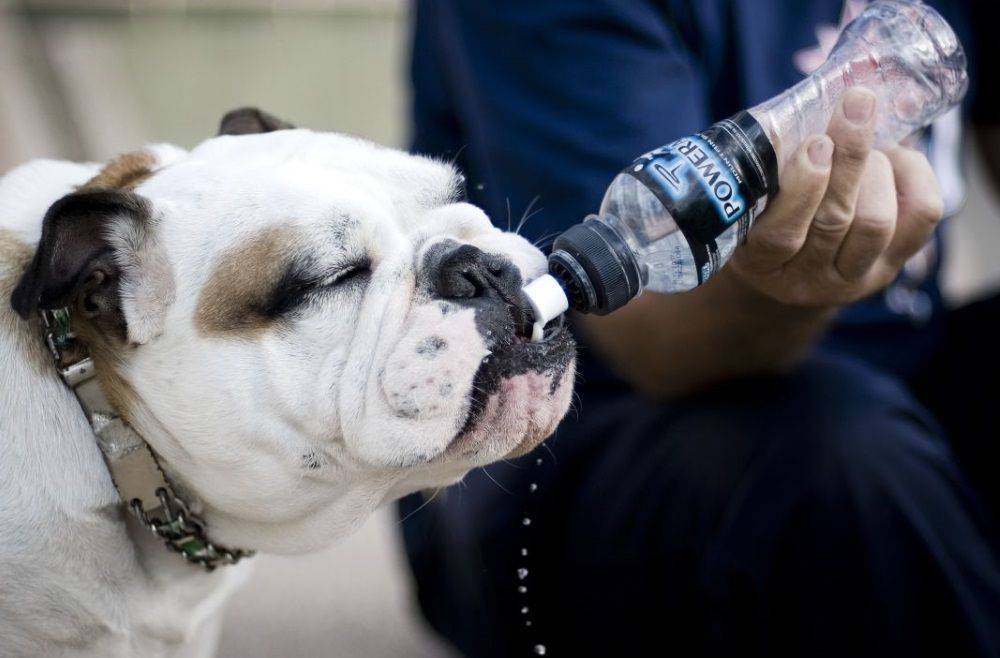 Собака много пьет воды – какие причины?