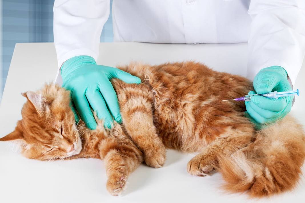 Перитонит у кошек:  симптомы и лечение вирусного заболевания