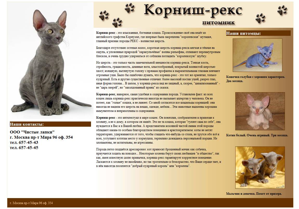 Корниш рекс: описание, фото, характеристика, уход, содержание, кормление породы кошек