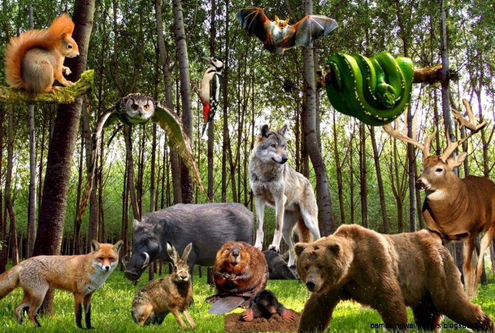 Какова роль животных в природе и жизни человека? 20 примеров, почему животные важны— природа мира