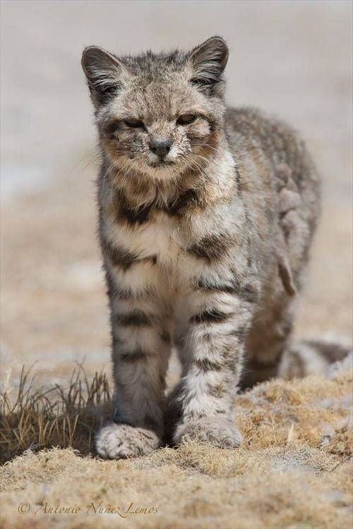 Барханный (пустынный) кот: описание, характер, среда обитания и образ жизни, фото