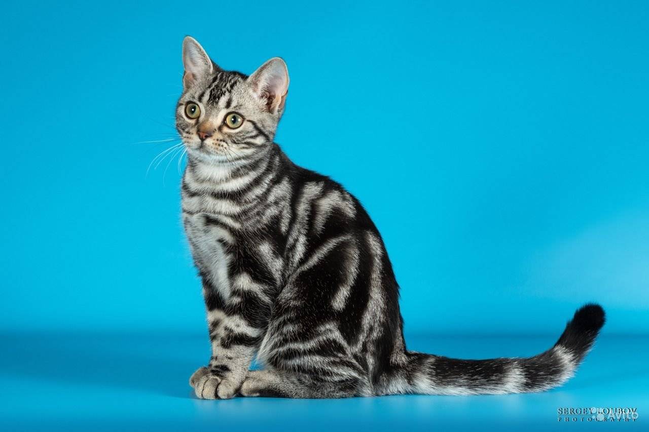 Бразильская короткошерстная кошка: описание породы и особенности содержания