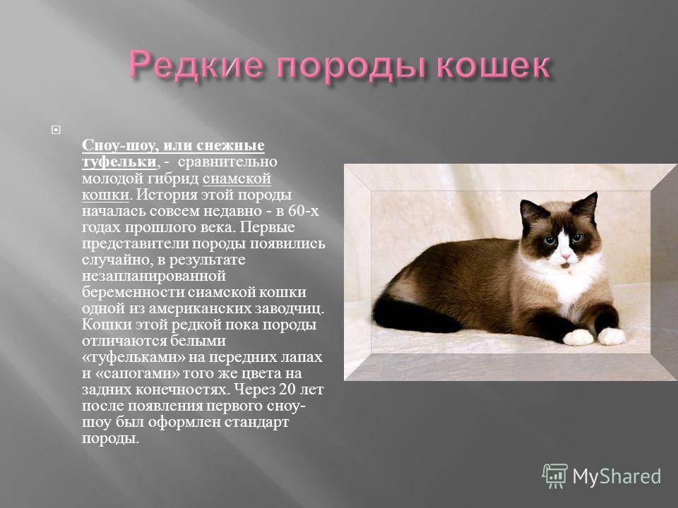 Сиамская кошка - описание породы и характера. фото и цена сиамских кошек. - petstime.ru