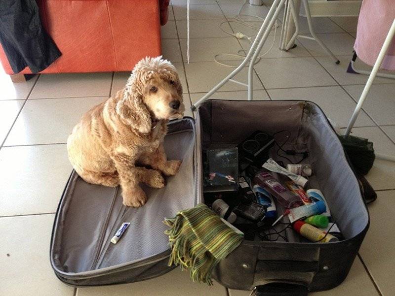 Стоит ли брать собаку с собой в отпуск?