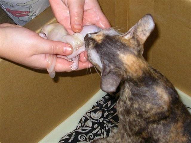Почему старой кошке или коту нужна особая защита от гельминтов | нпк "скифф"