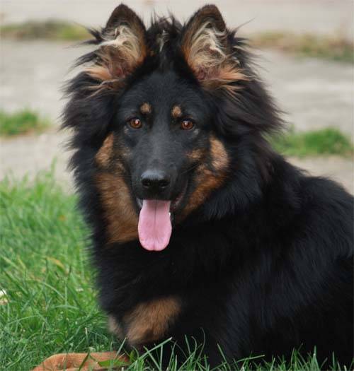 Азорская пастушья собака: фото, купить, видео, цена, содержание дома