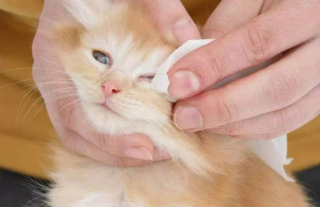 У котенка не открывается один глаз – что делать, чем можно промыть, возможные осложнения