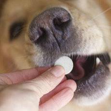 Как дать собаке таблетку и заставить её проглотить?
