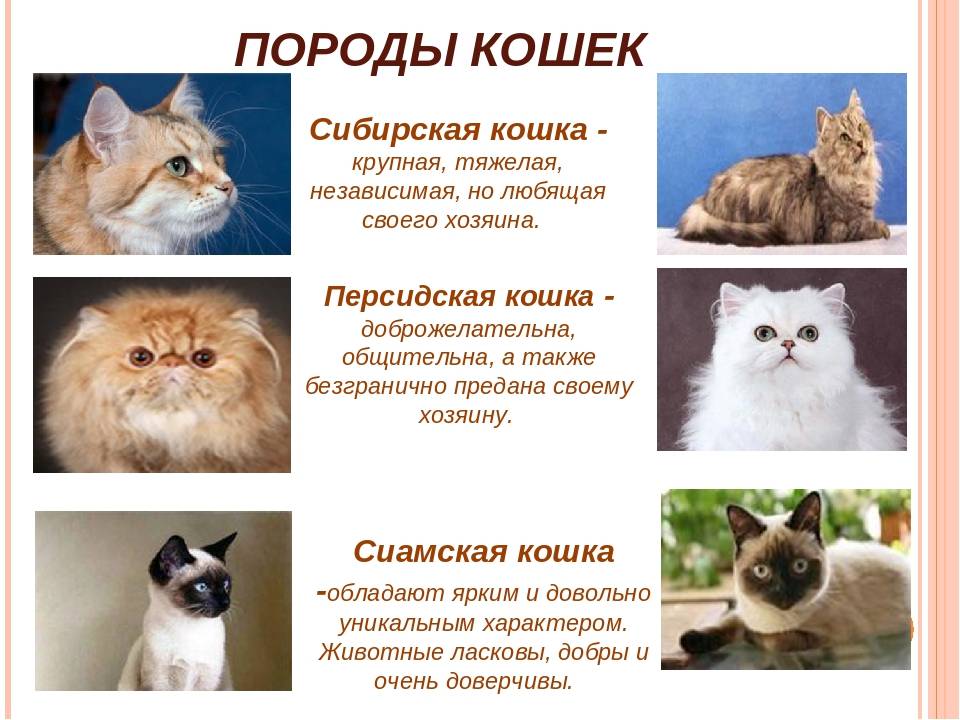 Разведение сибирских котят: характеристика породы, правила ухода, фото котов