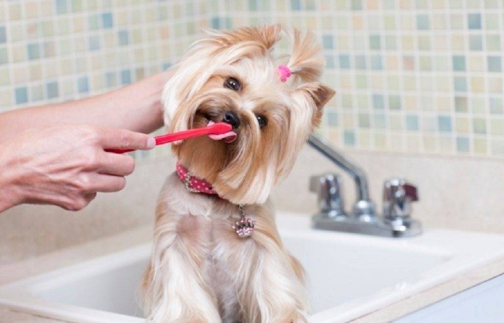 Как почистить собаке зубы в домашних условиях: чем чистить, советы
