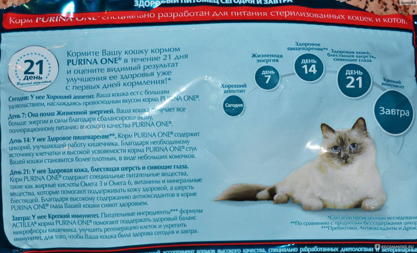 Самые качественные сухие корма для кошек 2021 года — рейтинг от ветеринаров