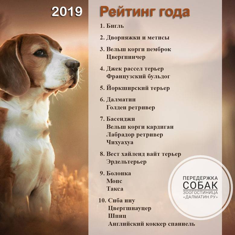 Обзор русских кличек для собак