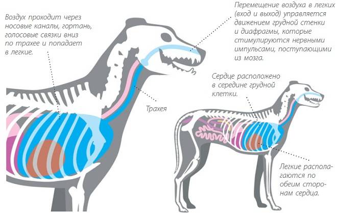 Собака тяжело дышит: причины и способы лечения | блог ветклиники "беланта"