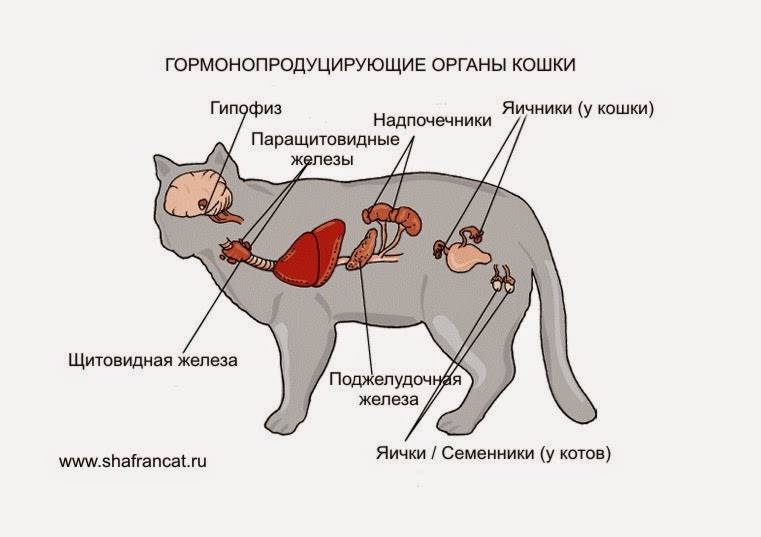Остеоартроз и артрит у собак и кошек