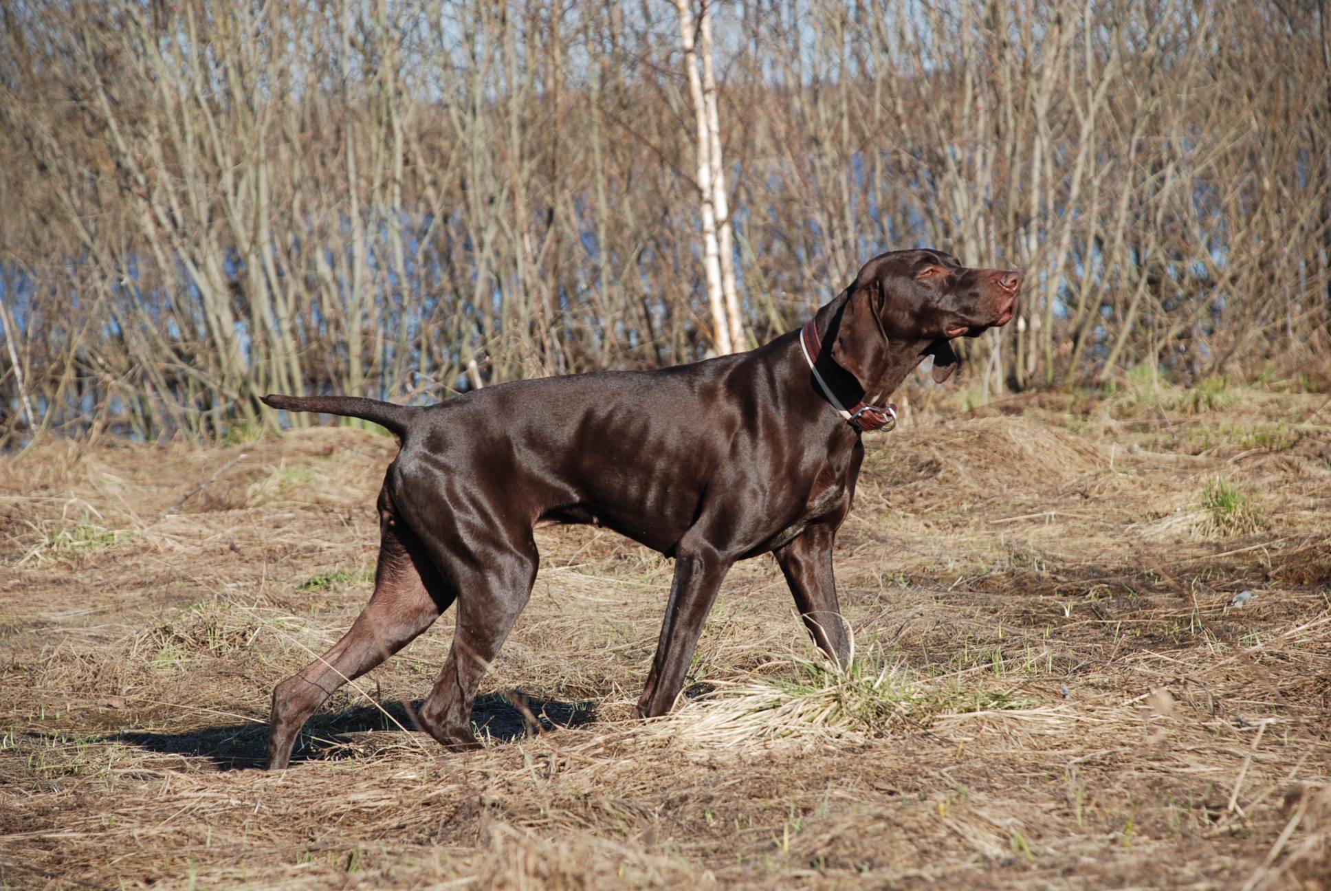 12 лучших легавых пород собака: фото, описание и стоимость