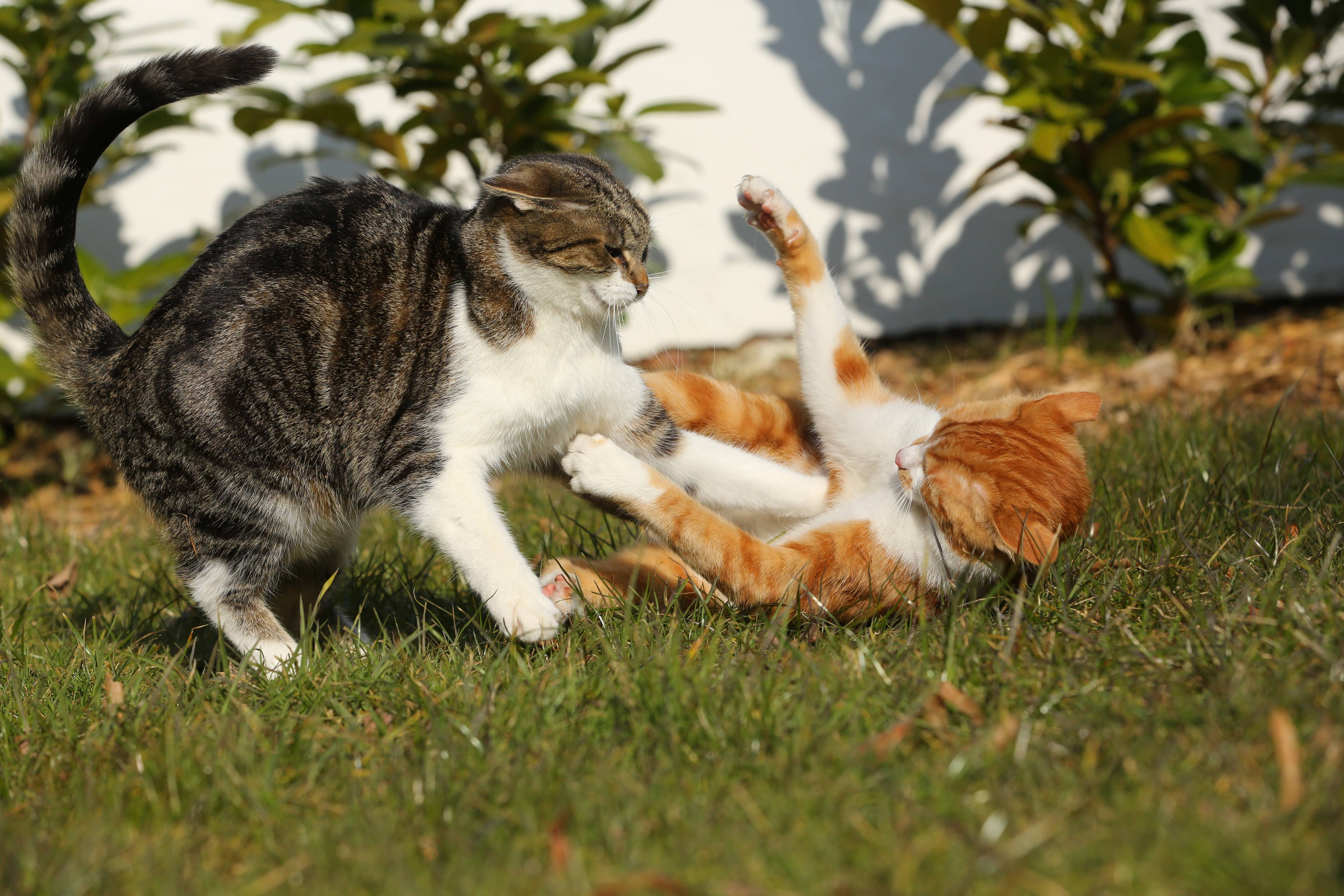 Кот или кошка шипит на хозяина — что делать?