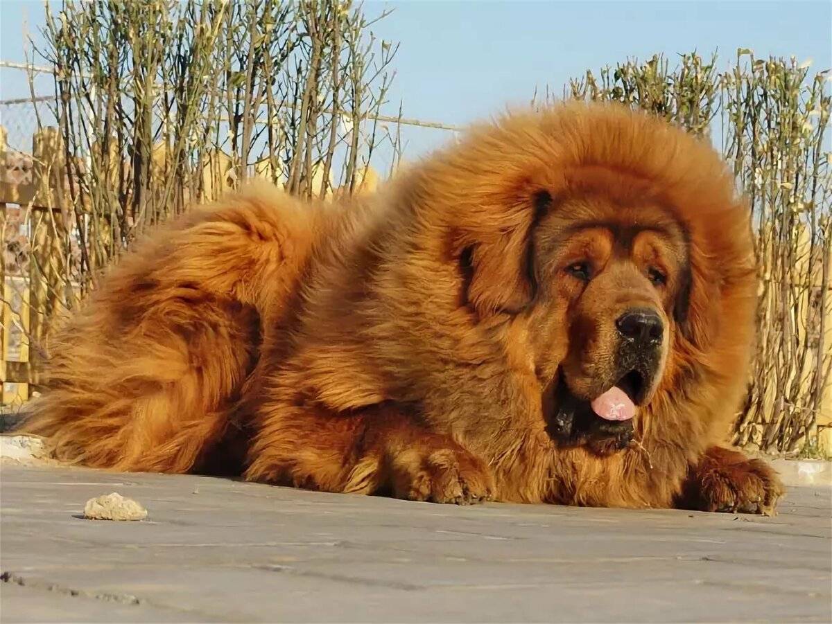 Самая крупная порода собак в мире фото