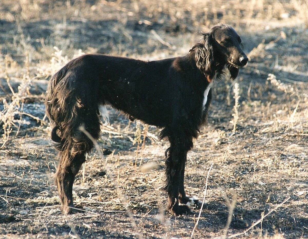 Тайган (собака): киргизская борзая порода