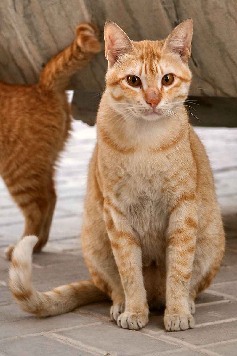 Тайская кошка: самое полное описание с фото и видео | pet7