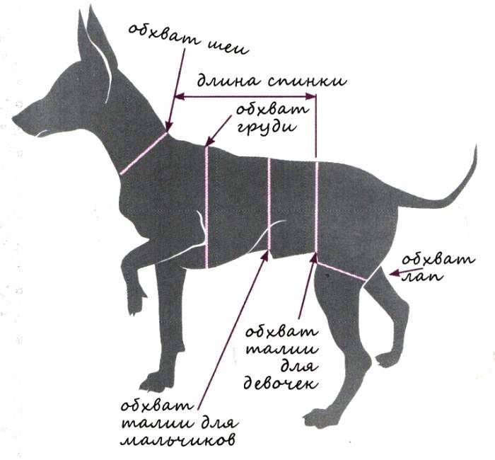 Холка у собак – что это такое и где находится, как с ее помощью измерить рост животного