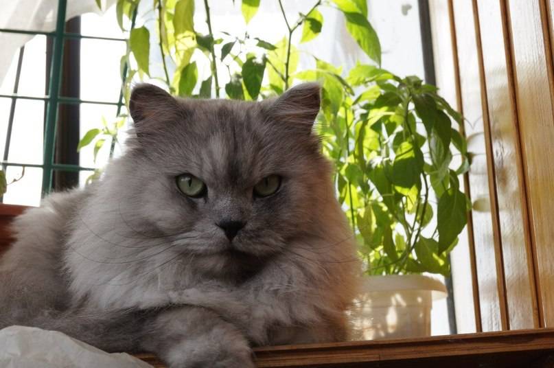 Все о персидских котах: внешний вид, характер, продолжительность жизни