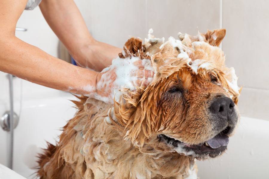 Дегтярное мыло от блох у собак