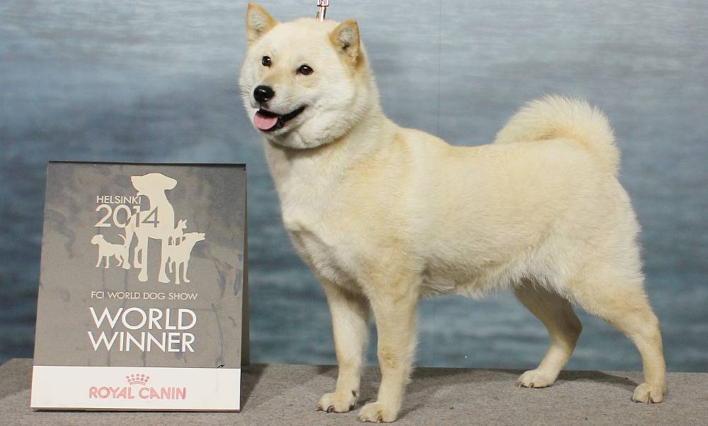Большая японская собака (бяс, американская акита)