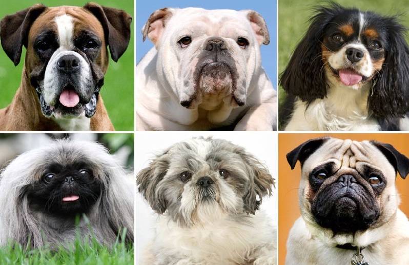 Выпадение глаз у собак: прогноз и лечение, у каких пород вываливаются глазные яблока, причины, реабилитация, фото