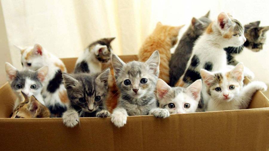 Как выбрать котенка для дома: советы экспертов | блог ветклиники "беланта"