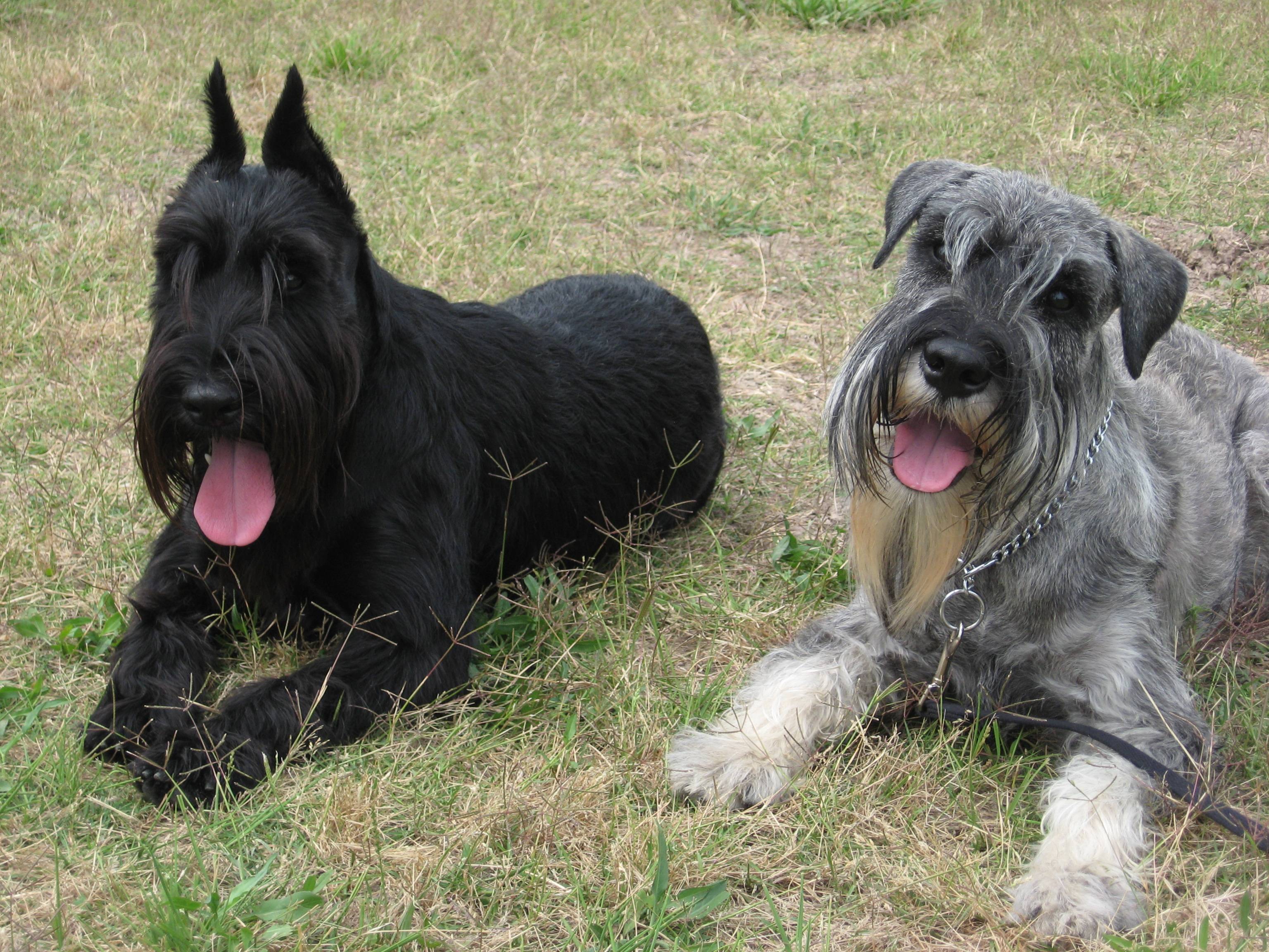 Одни из самых популярных собак – шнауцеры: все разновидности породы с фото