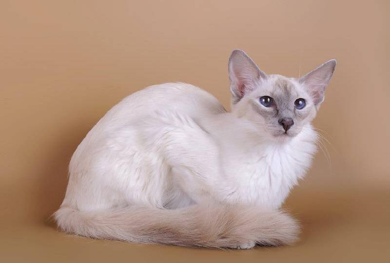 Балинезийская (балинез) кошка: подробное описание, фото, купить, видео, цена, содержание дома