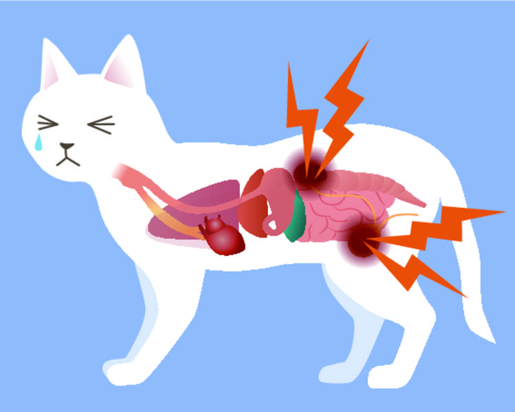 Цистит у кошек и котов: что делать, чтобы недуг не стал хроническим