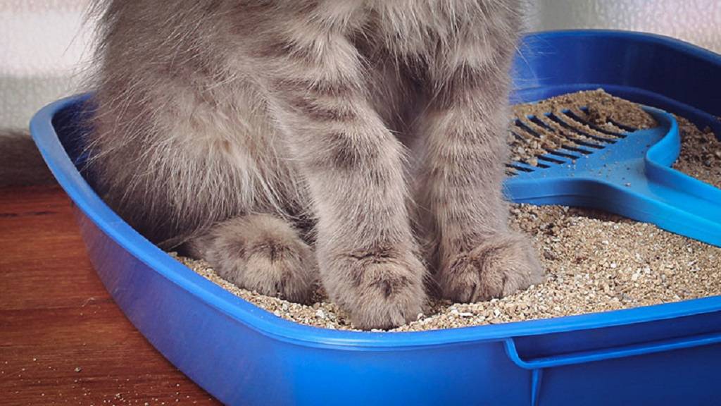 Что делать, если кот перестал ходить в лоток? | | блог ветклиники "беланта"