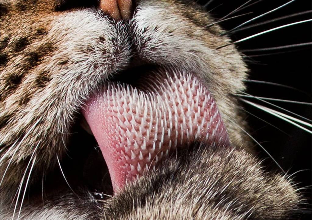 Особенности кошачьего языка